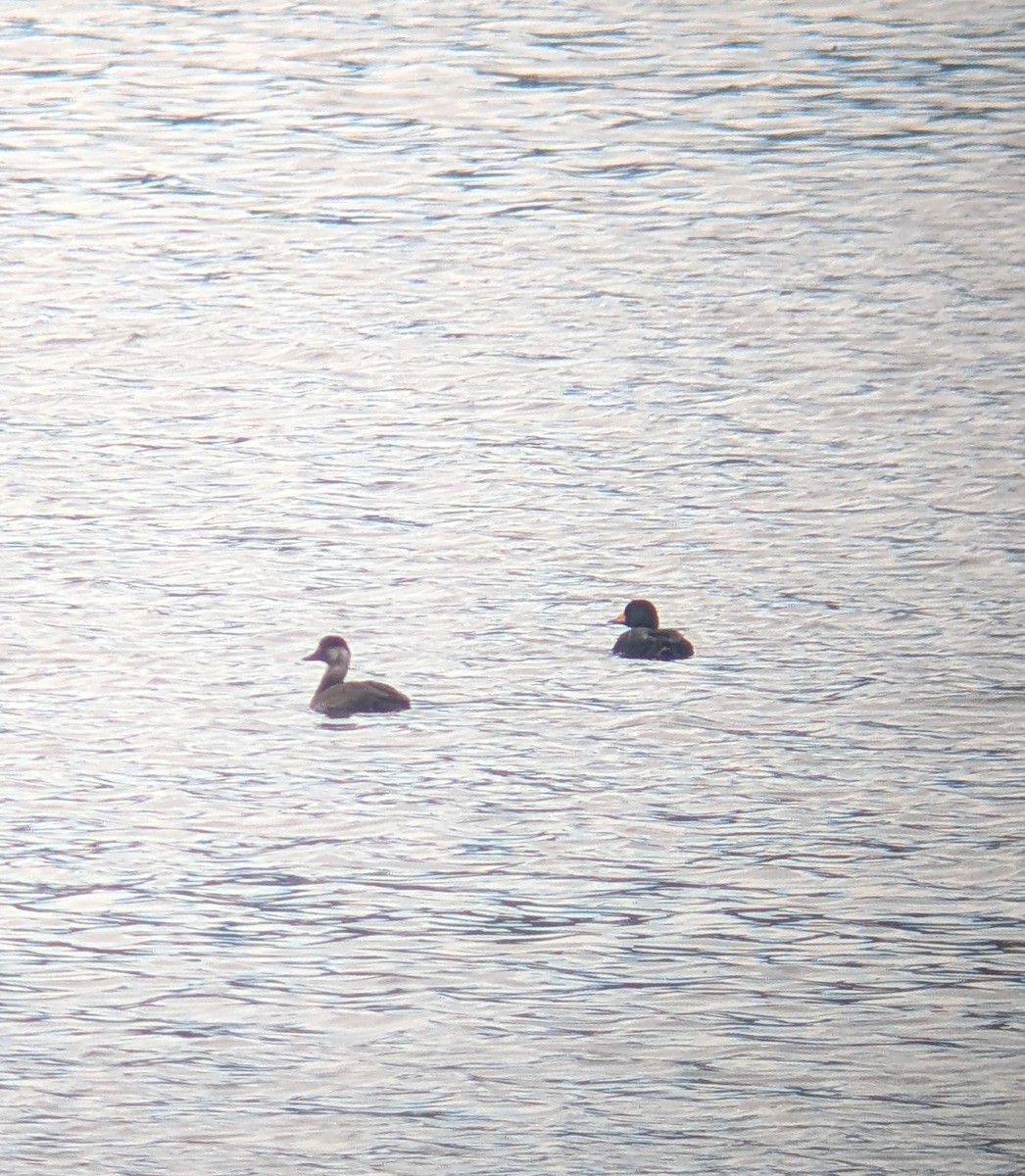 Black Scoter - ML645017732