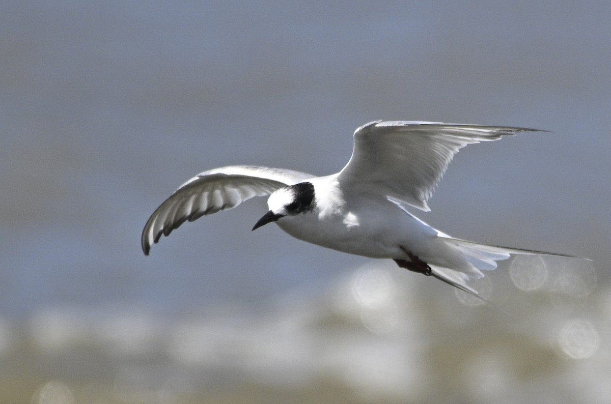 Common Tern - ML645017734