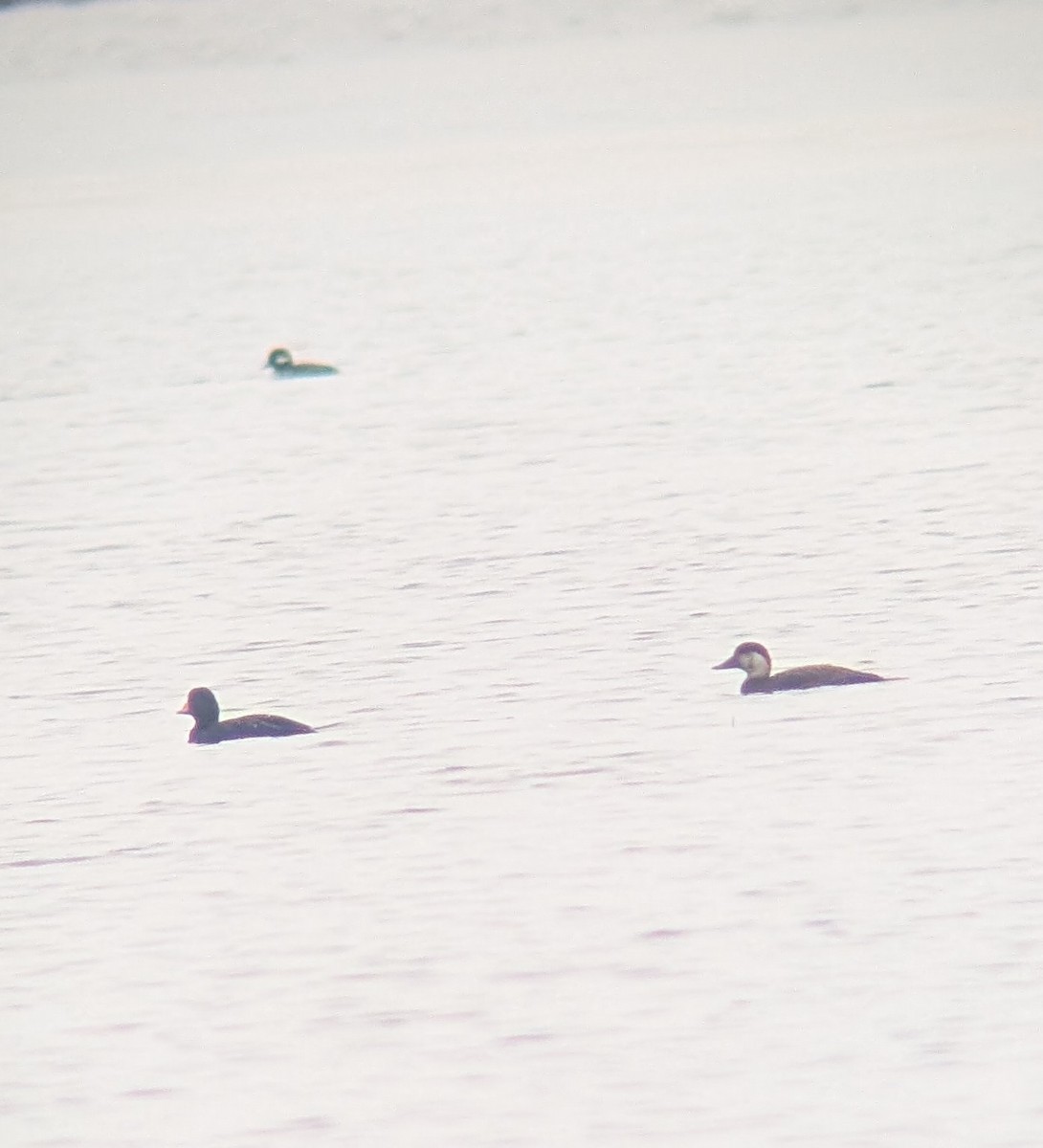 Black Scoter - ML645017740