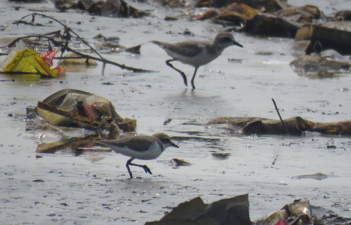 kulík jávský - ML645017747