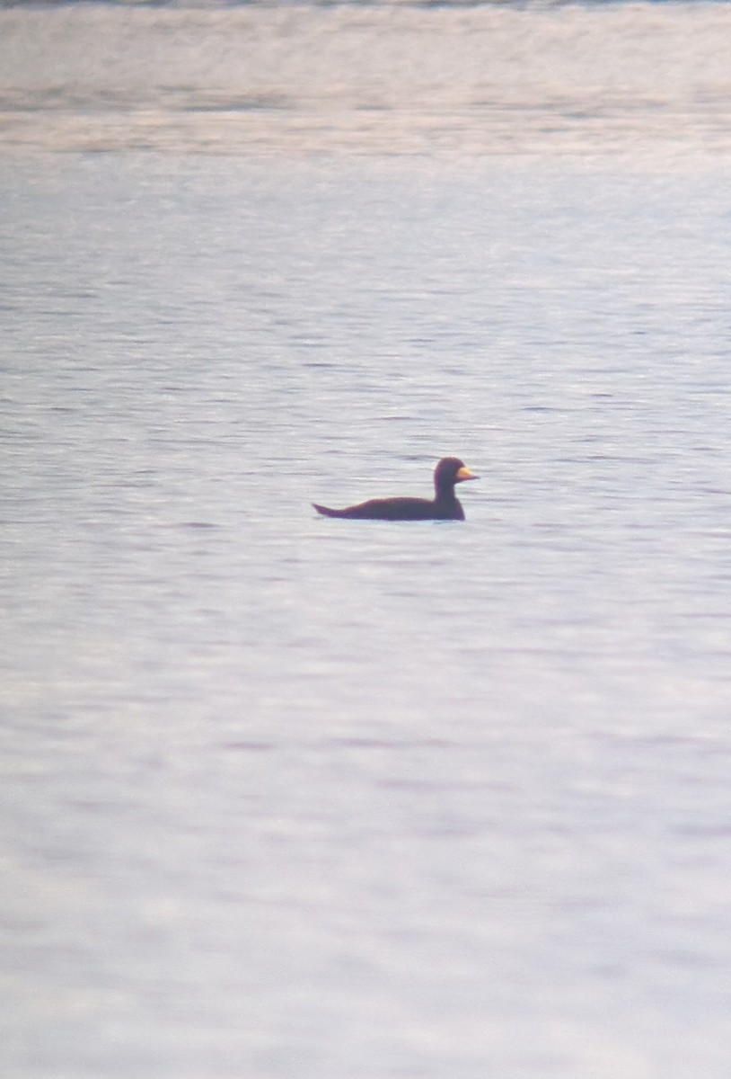 Black Scoter - ML645017748