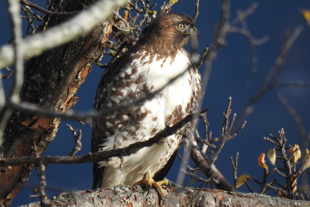 Red-tailed Hawk - ML645017753
