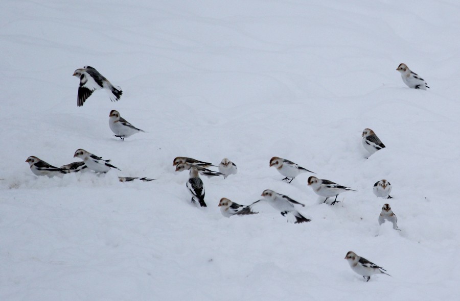 Snow Bunting - ML645017757