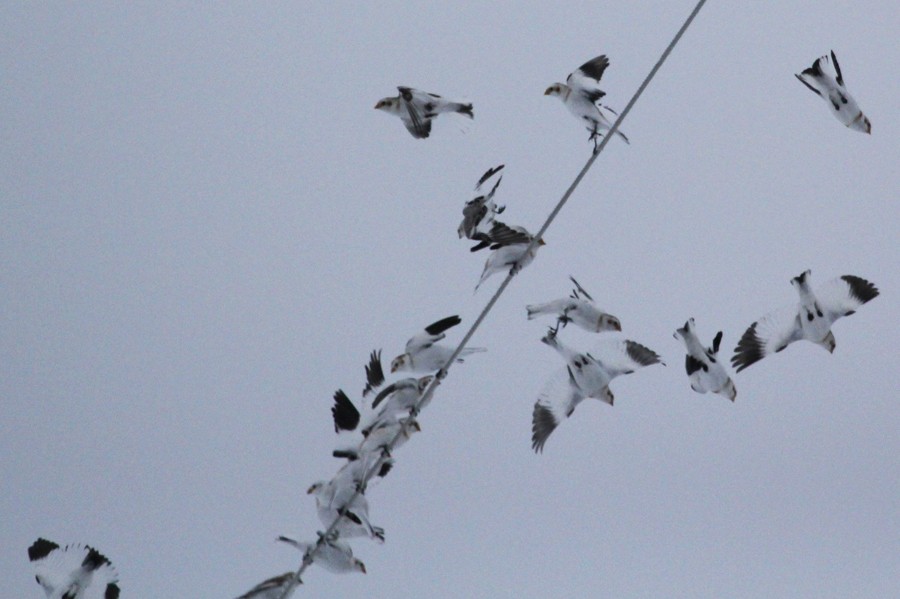 Snow Bunting - ML645017763