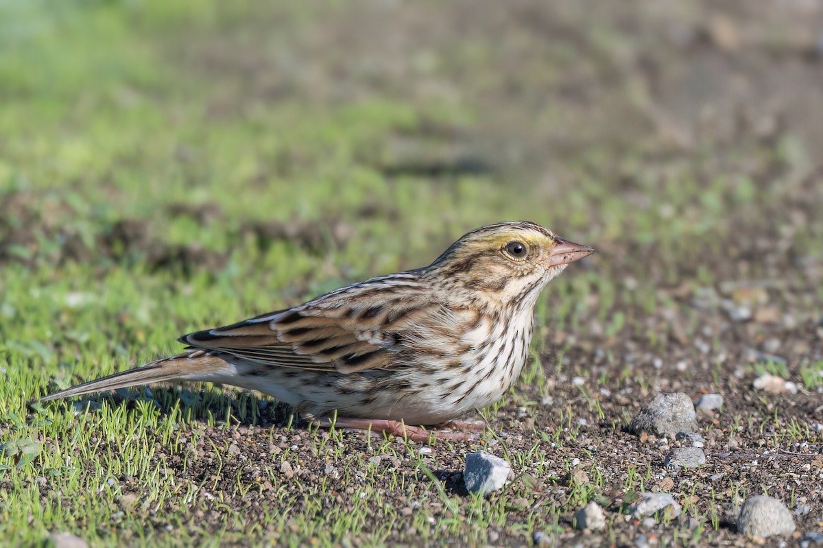 Savannah Sparrow - ML645017791