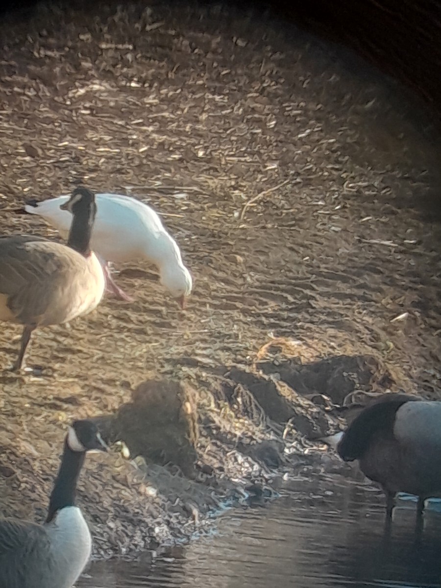 Ross's Goose - ML645017793