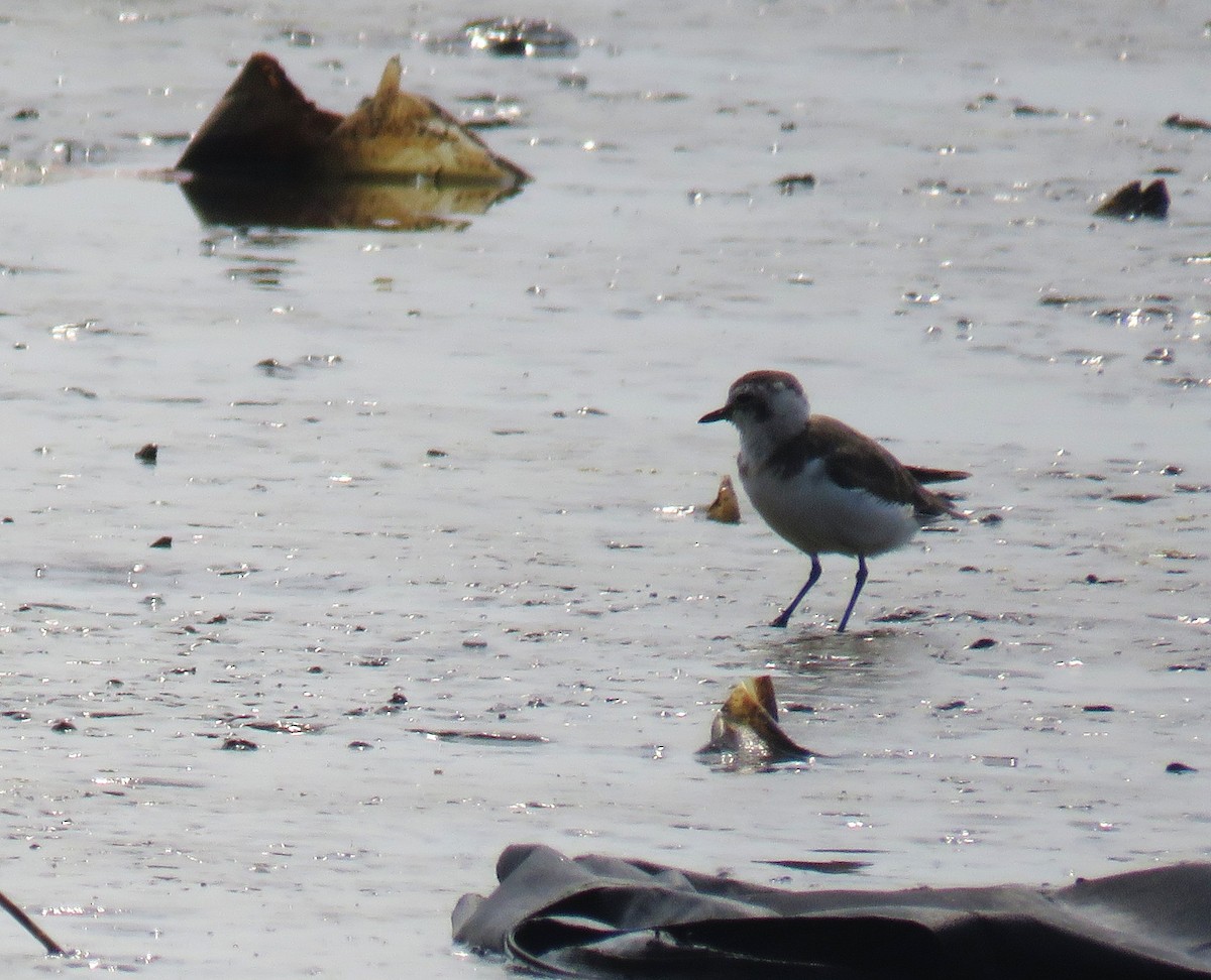 Tibet Cılıbıtı - ML645017798