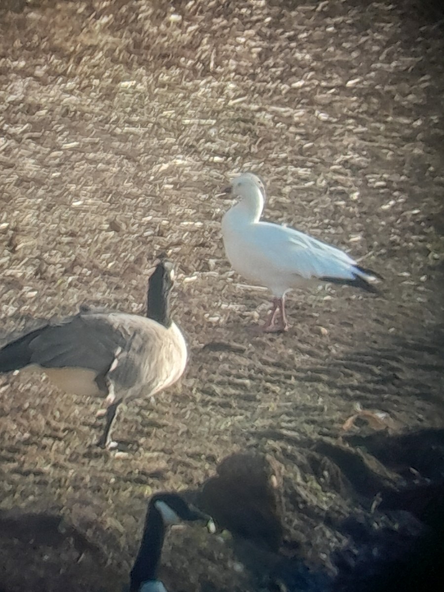Ross's Goose - ML645017801