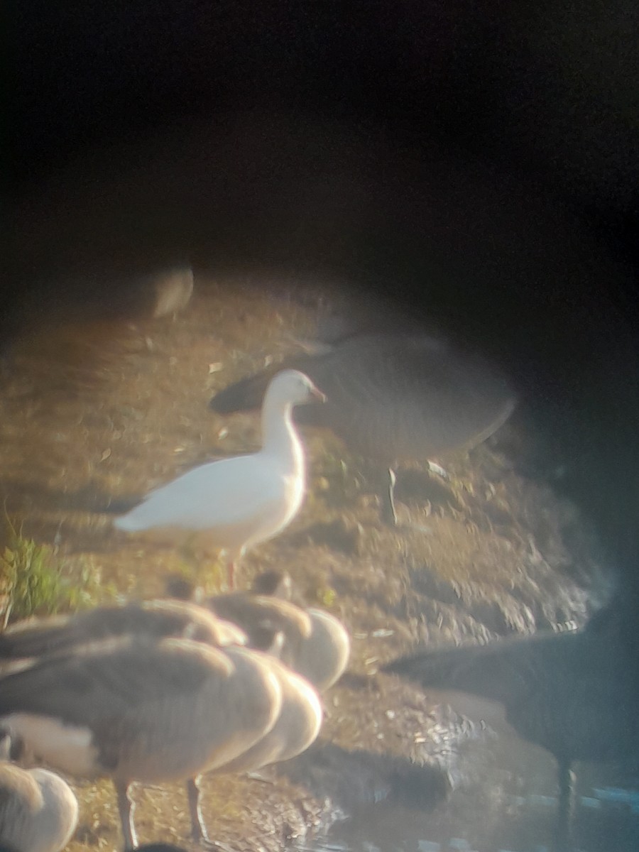 Ross's Goose - ML645017814