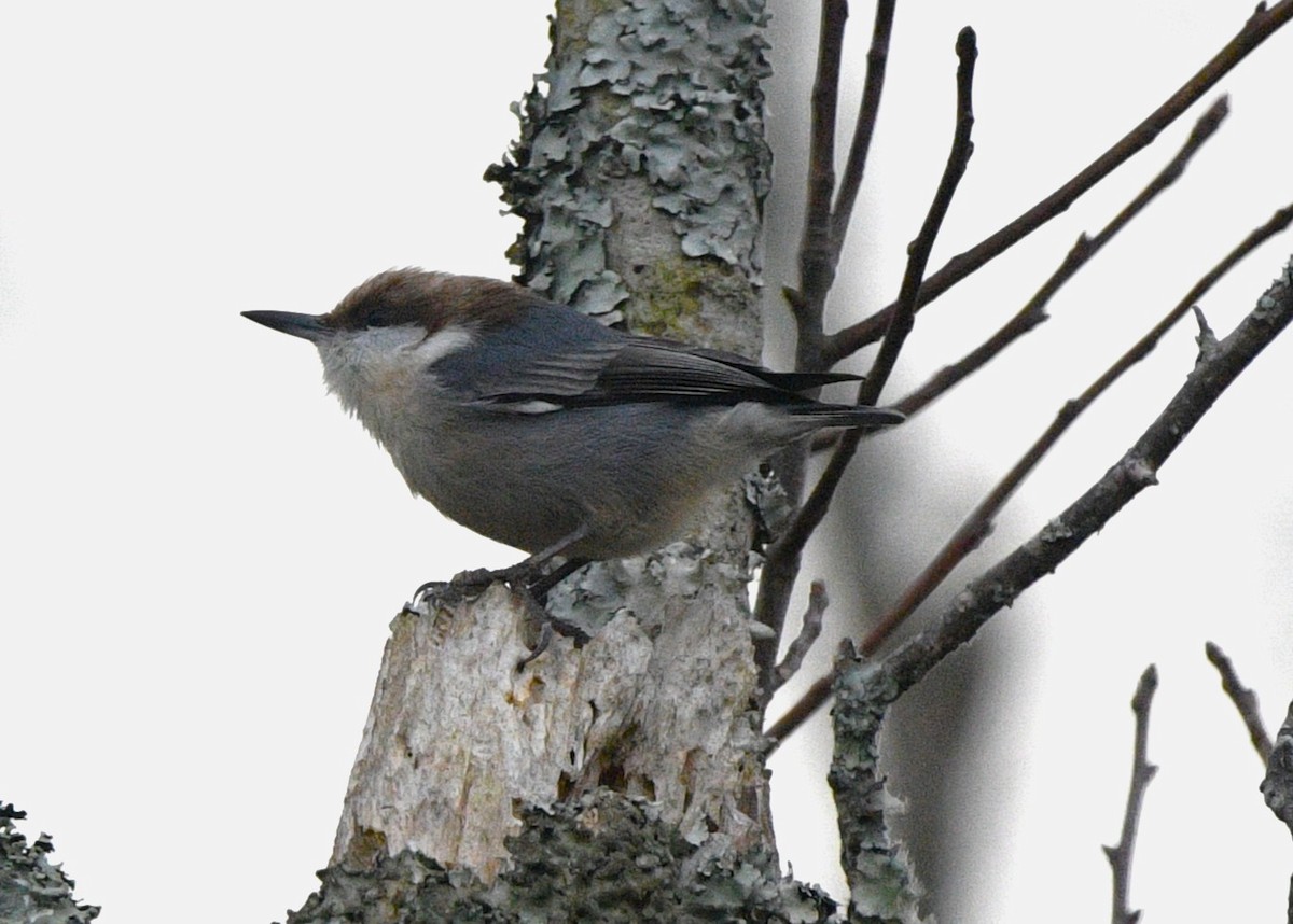 Trepador Cabecipardo - ML645017828