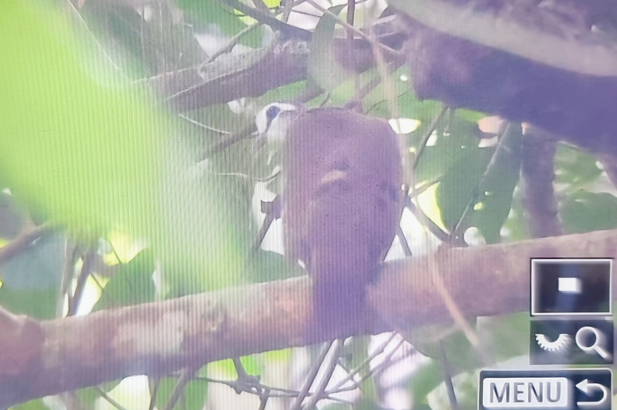 Tambourine Dove - ML645017832