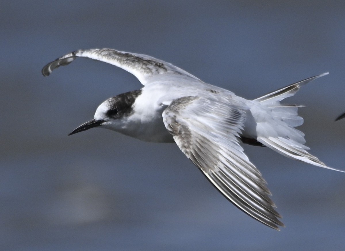 Common Tern - ML645017839