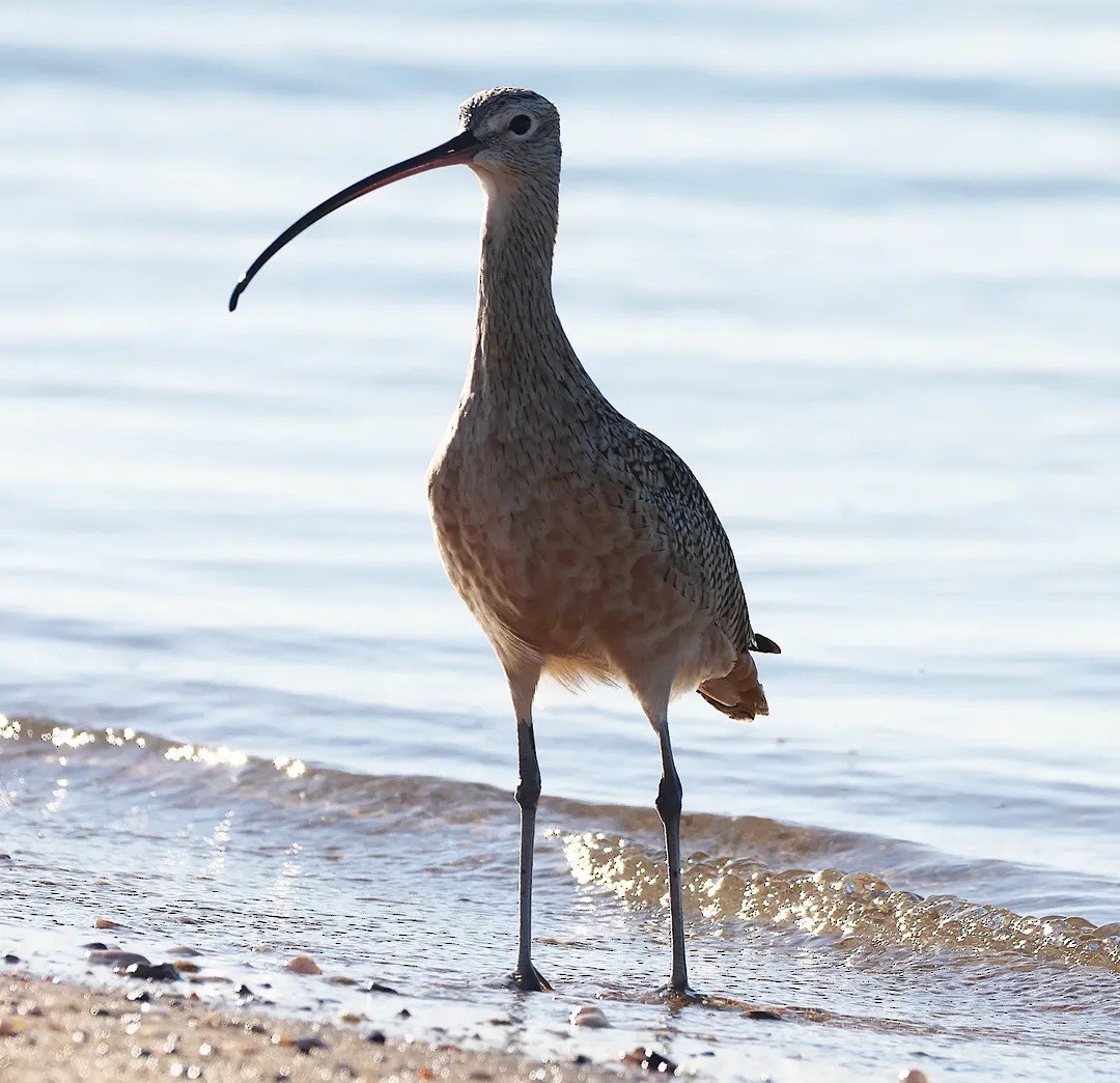 Кульон американський - ML645017840