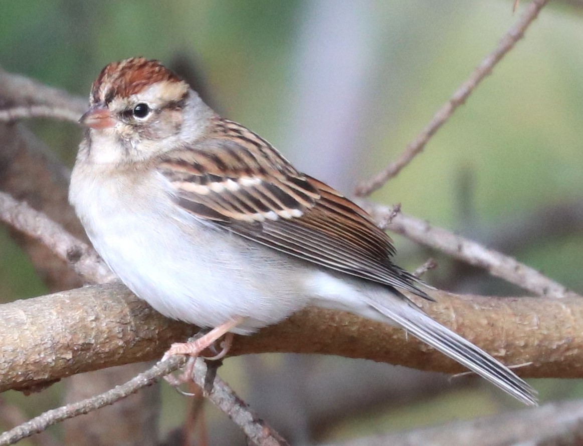 Chipping Sparrow - ML645017858