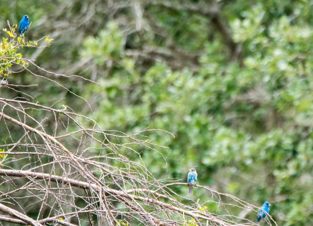 Indigo Bunting - ML645017864