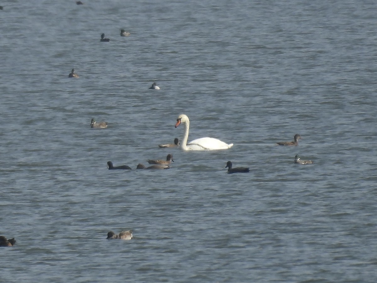 knoppsvane - ML645017869