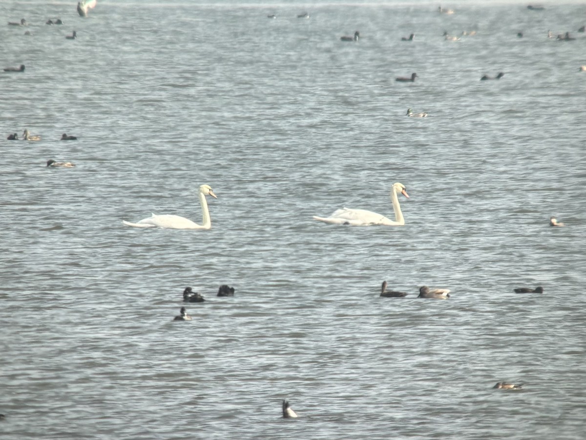 knoppsvane - ML645017870