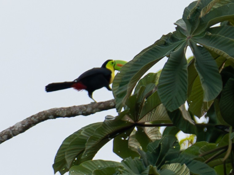 tukan středoamerický - ML645017892