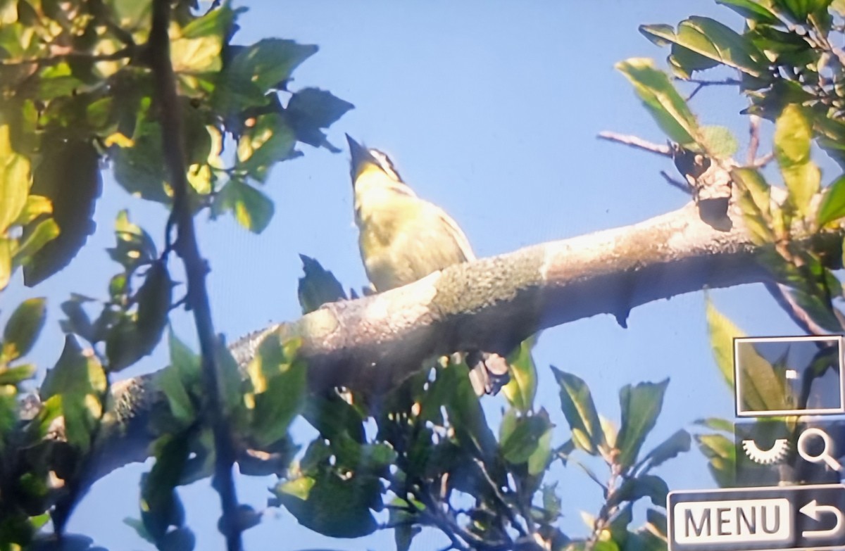Red-rumped Tinkerbird - ML645017896