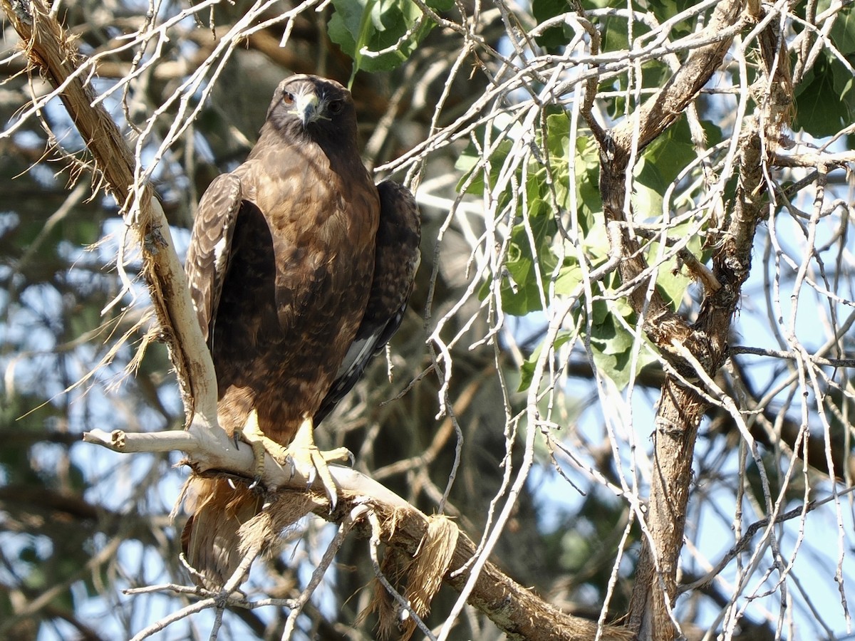 Red-tailed Hawk - ML645017917