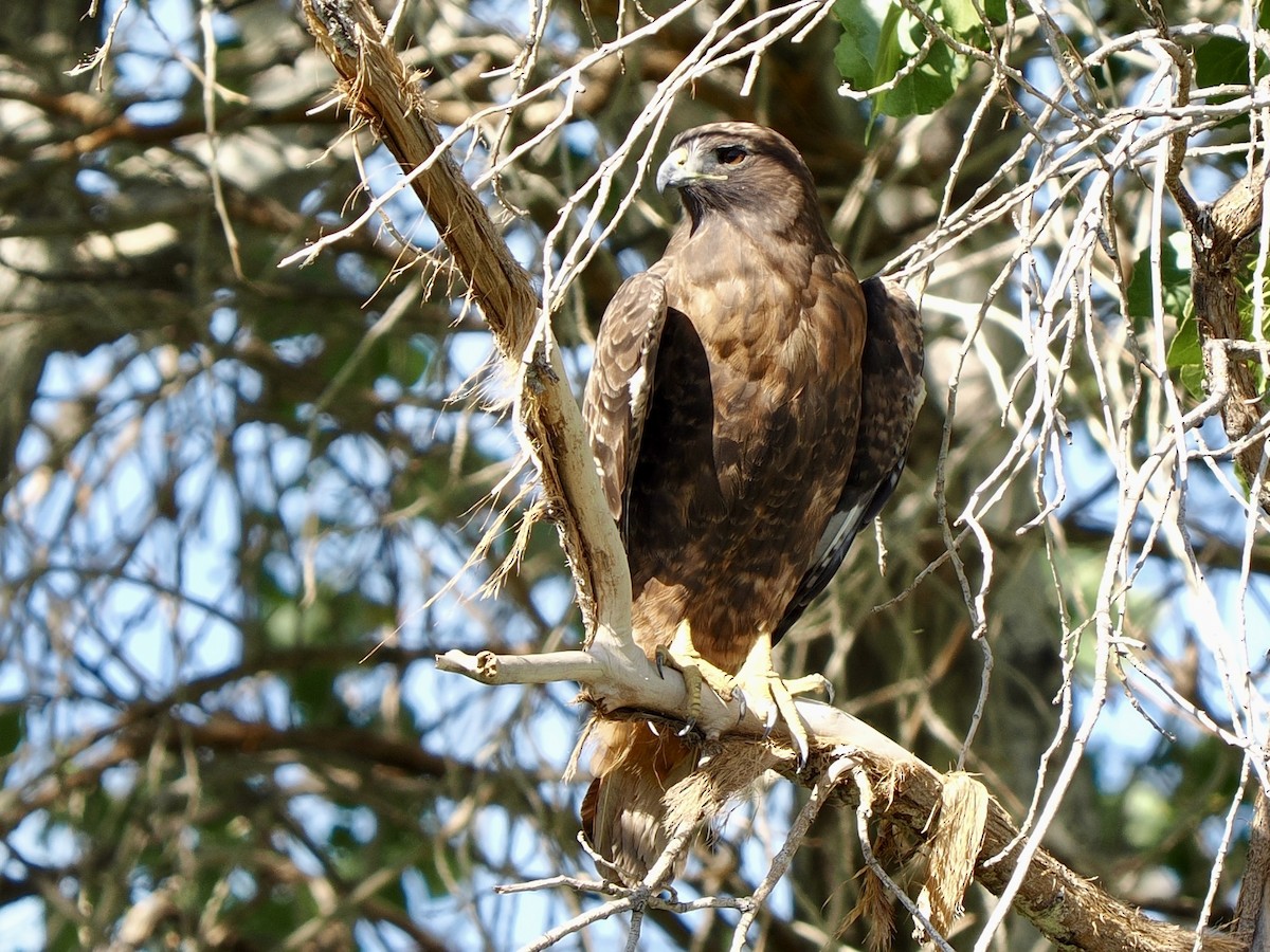 Red-tailed Hawk - ML645017918
