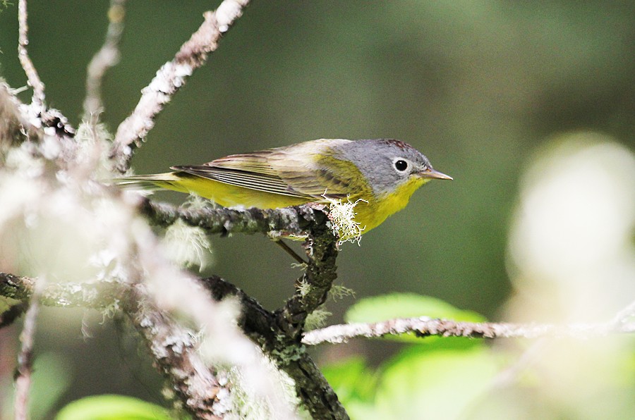Nashville Warbler - ML645017920