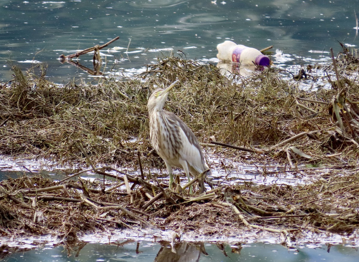 Hint Alaca Balıkçılı - ML645017921