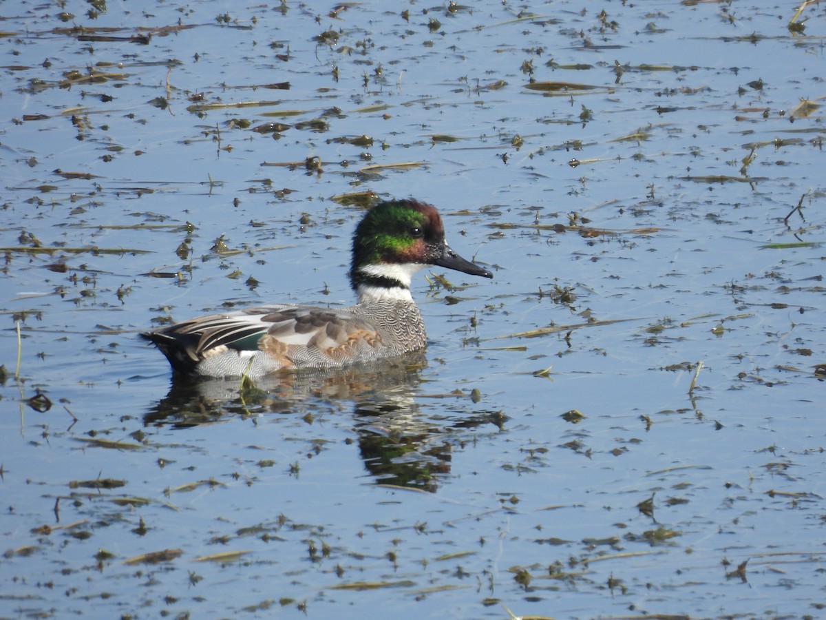 ヨシガモ - ML645017986