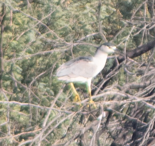 Black-crowned Night Heron - ML645018015