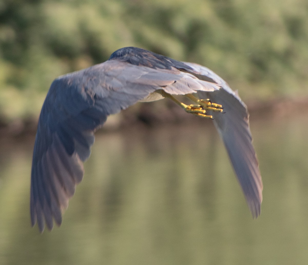 Black-crowned Night Heron - ML645018016