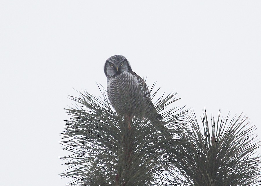 Northern Hawk Owl - ML645018018