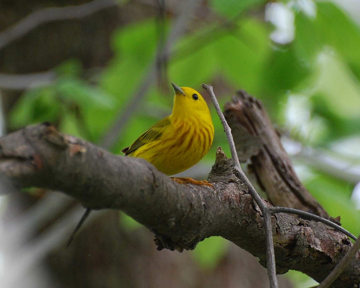 Northern Yellow Warbler - ML645018021