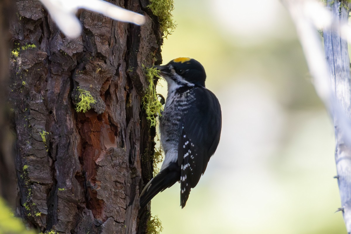 Black-backed Woodpecker - ML645018024