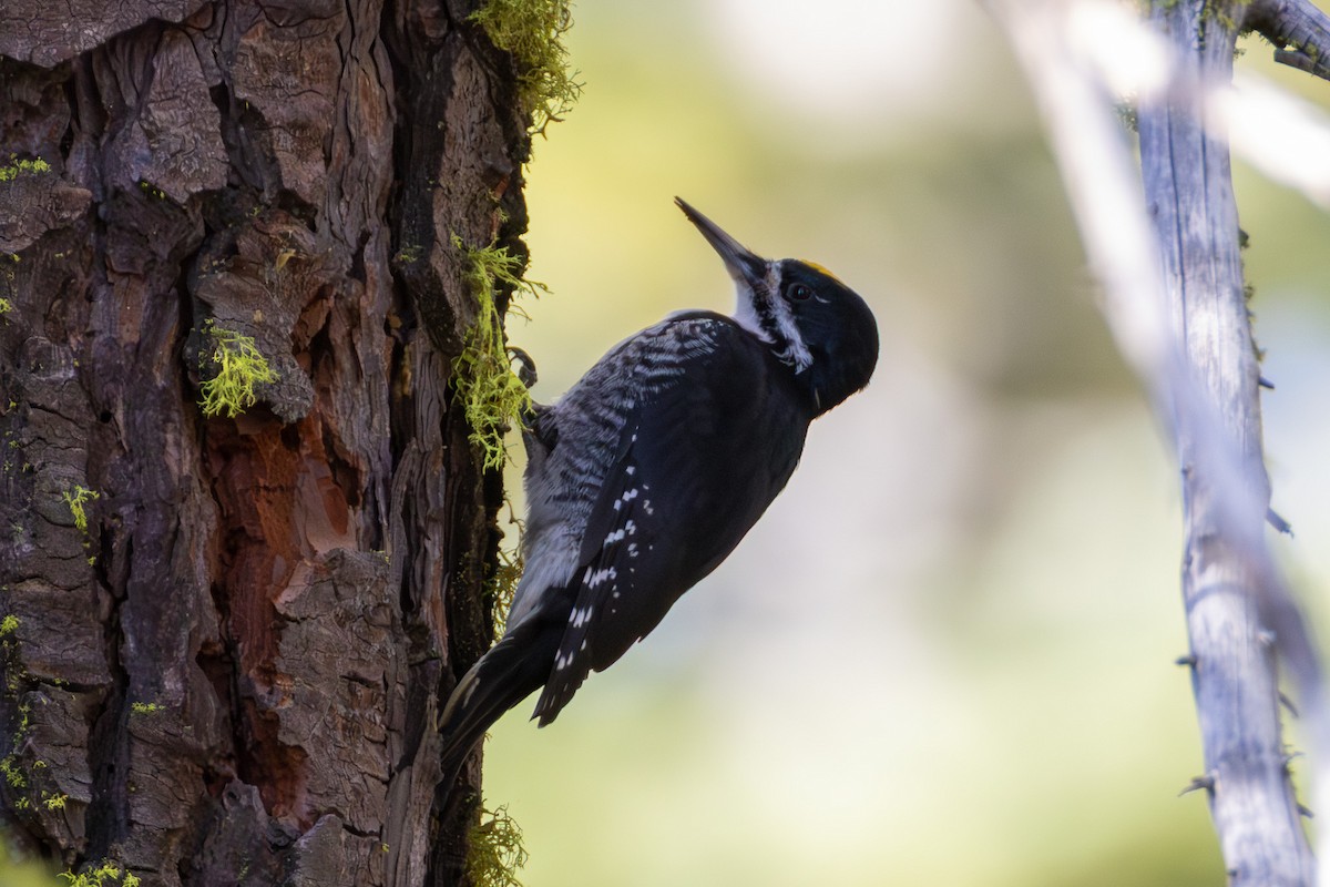 Black-backed Woodpecker - ML645018025