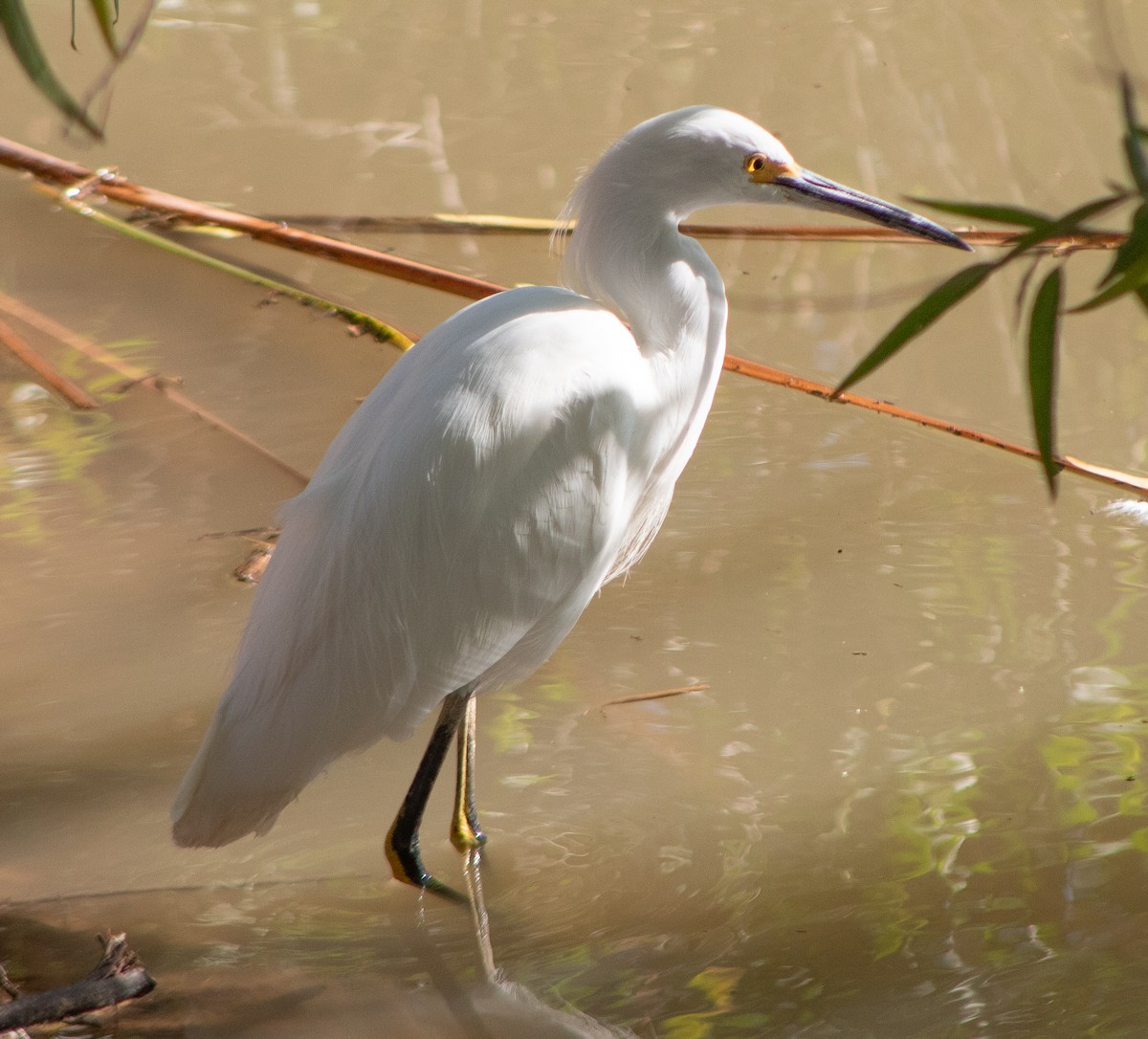 Snowy Egret - ML645018028