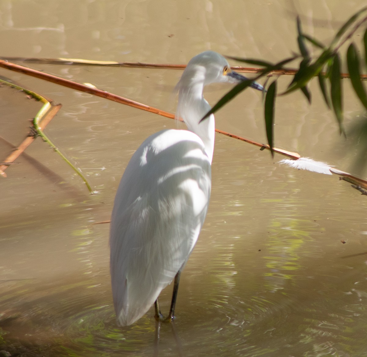 Snowy Egret - ML645018031