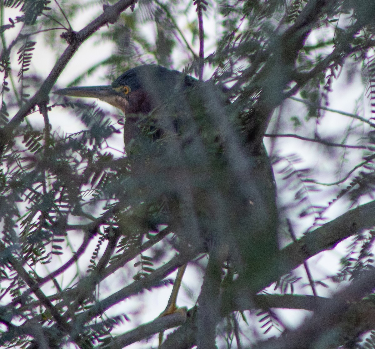 Green Heron - ML645018042