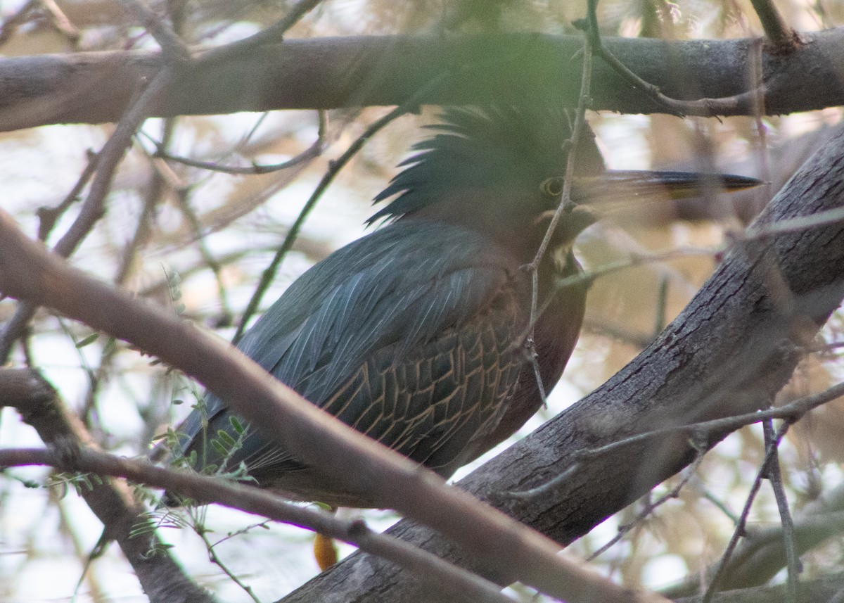 Green Heron - ML645018043