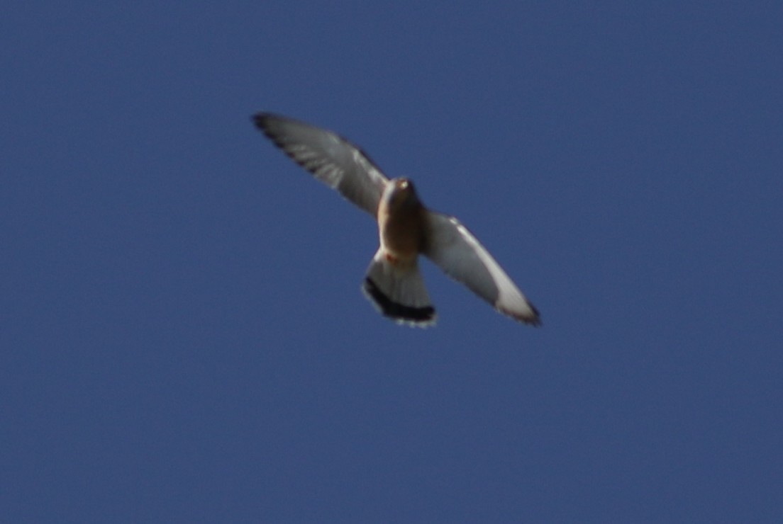 Rötelfalke - ML645018051