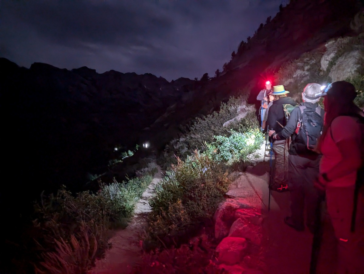 Carolina Wren - ML645018053