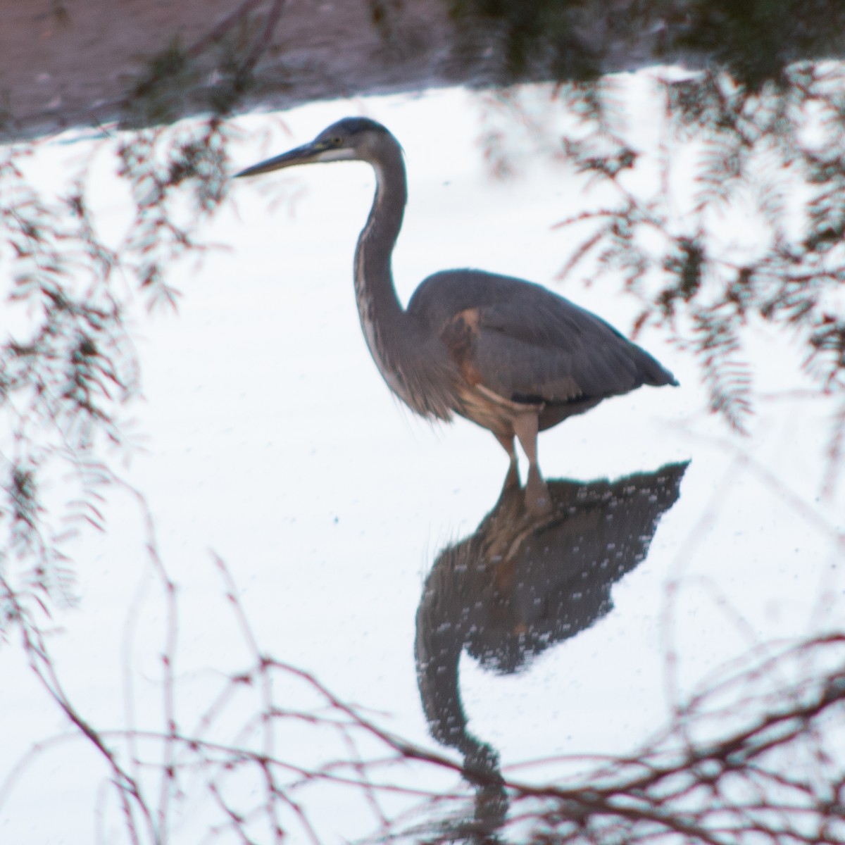 Great Blue Heron - ML645018055