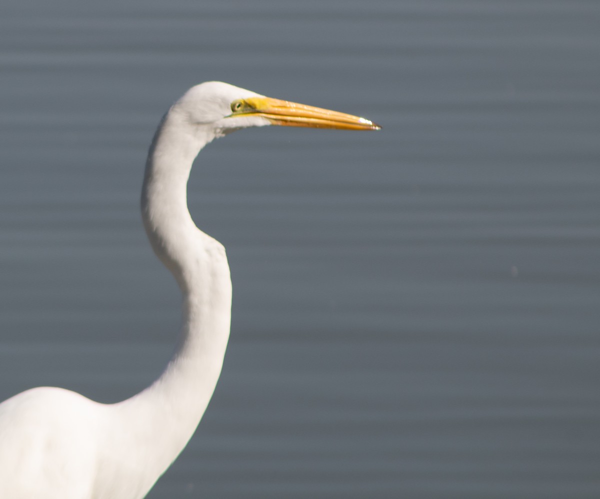 Great Egret - ML645018063