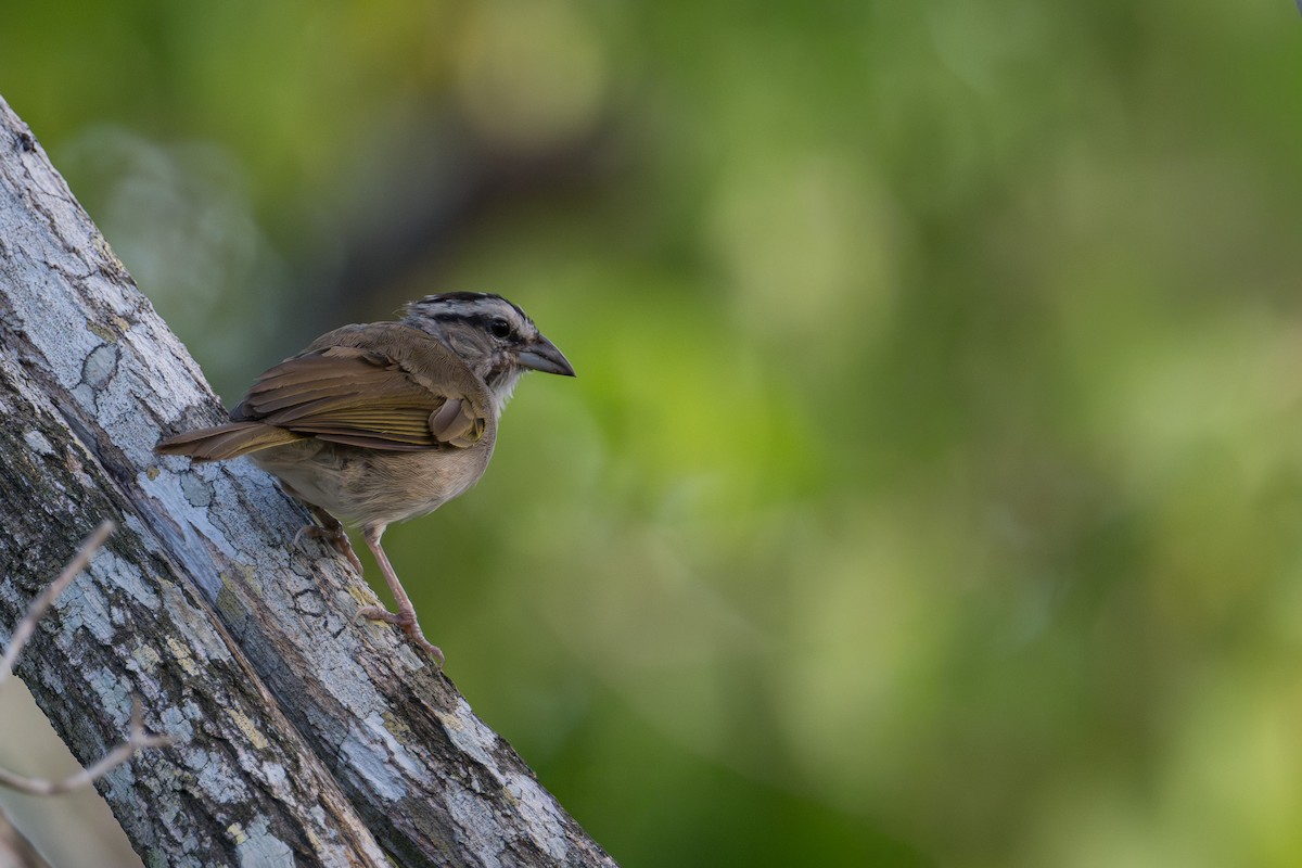 Токуйский тохи - ML645018064