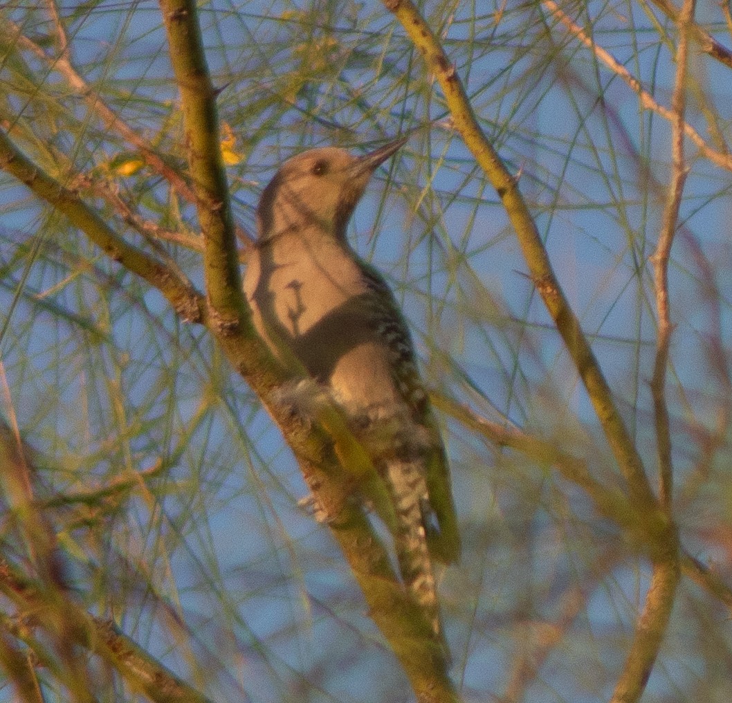 Gila Woodpecker - ML645018078