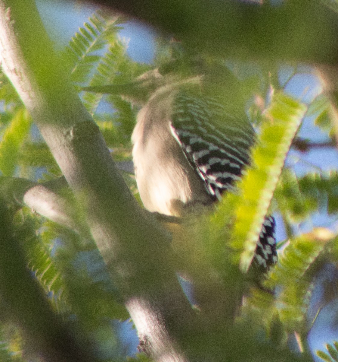 Gila Woodpecker - ML645018079