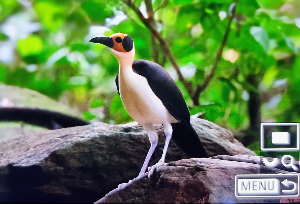 Желтолицая лысая сорока - ML645018086