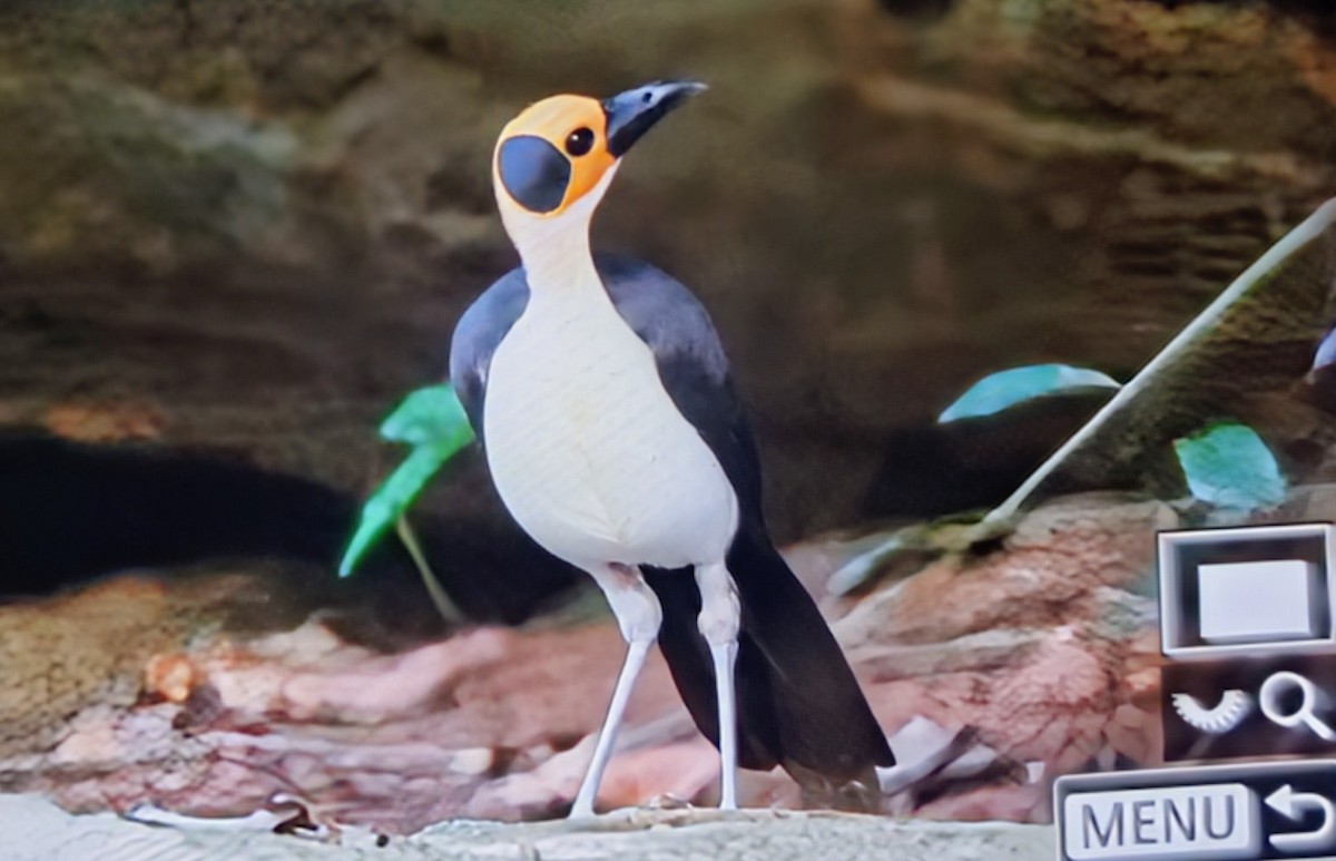 Желтолицая лысая сорока - ML645018087