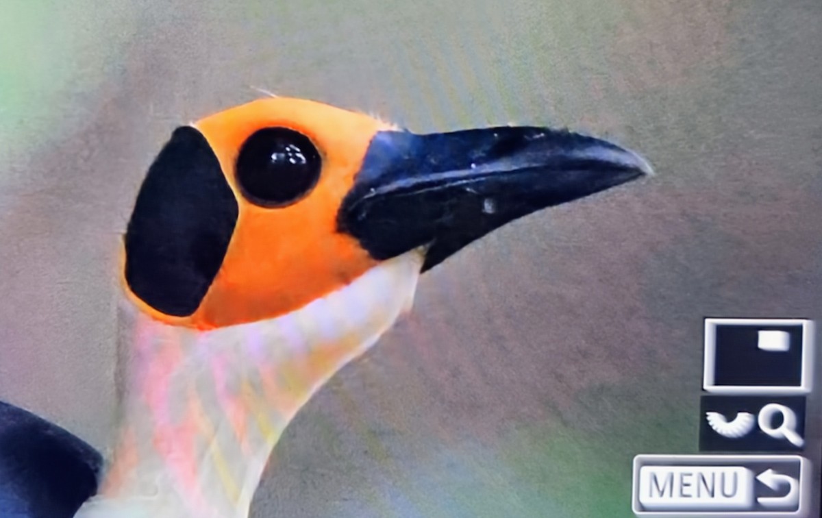 Желтолицая лысая сорока - ML645018088