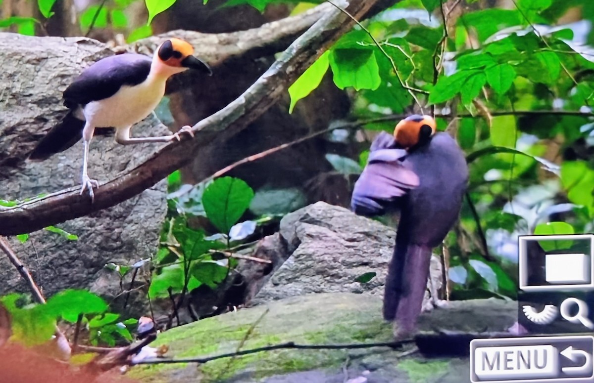 Желтолицая лысая сорока - ML645018089