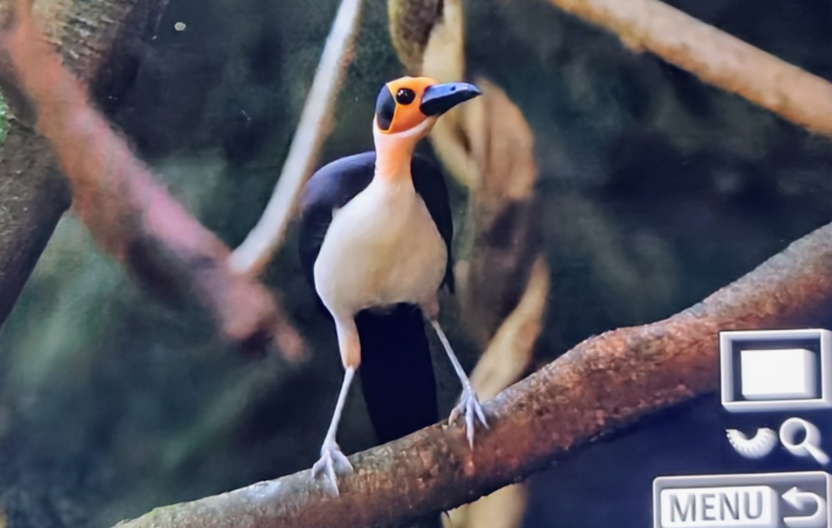 Желтолицая лысая сорока - ML645018090